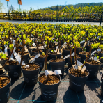 Hortenzia metlinatá (Hydrangea paniculata) ´LIVING LITTLE LOVE´® by LIVING CREATIONS® výška 20-30 cm, kont. C1,5L